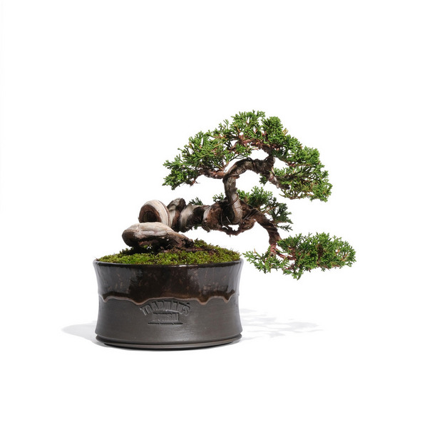 真柏 -斜幹- （推定樹齢20年）
